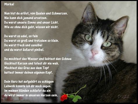 Es ist ein natürlicher prozess und nicht zwingend ein grund, den vierbeiner einschläfern zu lassen. Nun bist du erlöst... | Hund und katze, Katzen ...