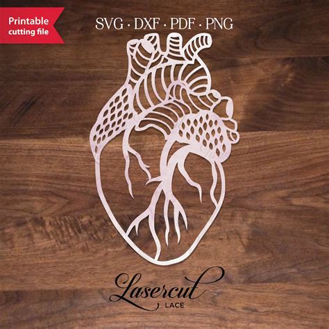 Real Human Heart Anatomy Svg Anatomical Heart Paper Cut Template For