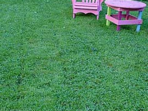 Clover Lawns Make A Come Back Clover Lawn Lawn Grass Alternative