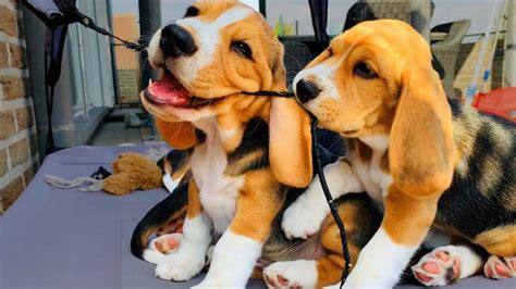 Beagle Puppies Playing 8 Week Old Beagle Puppy Compilation Youtube