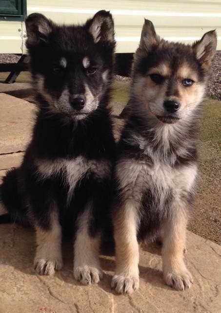 German Shepherd And Husky Mix Puppies For Sale Petsidi