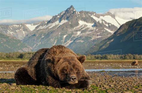 Usa Alaska Katmai National Park Grizzly Bear Ursus Arctos Resting