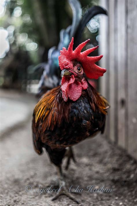 Roosters tend to be noisy and aggressive, and they are not needed for egg production, health i think it's refreshing to be able to hear some wildlife, even domestic animals, in the neighborhood. Best 25+ Farm animals ideas on Pinterest | Cutest pets, Farms and Baby sheep
