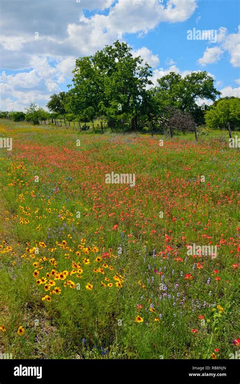 Wildflowers By The Road Hi Res Stock Photography And Images Alamy