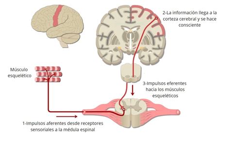 Sistema Nervioso Som Tico Funciones Partes Y Enfermedades