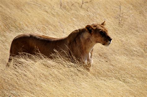 Free Images Nature Wildlife Wild Africa Mane Predator National