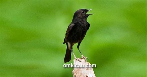 Selain dari kualitas suara, harga burung. Gambar Burung Decu Kembang - Klik OK