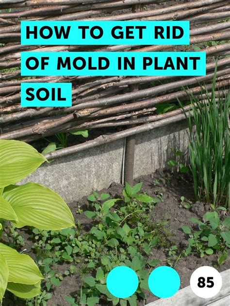 Maybe you would like to learn more about one of these? Learn How to Get Rid of Mold in Plant Soil | How to guides ...