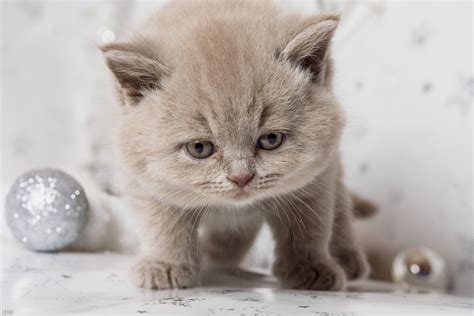 British Shorthair Brit Kitten Baby Snout Wallpapers Hd Desktop