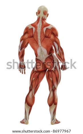 What causes it and how to treat it. "muscle Front" Stock Images, Royalty-Free Images & Vectors | Shutterstock