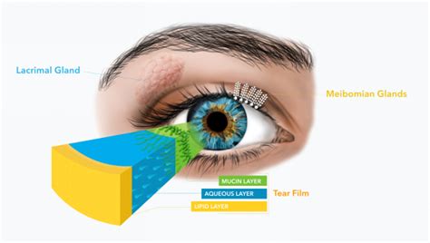 What Are Meibomian Oil Glands In Edmonton Ab Bonnie Doon Eye Care