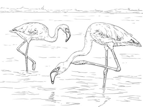 Flamingo coloring | flamingo coloring pages. Lesser Flamingo coloring page | SuperColoring.com