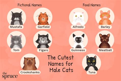 Best 200 Names For Male Cats