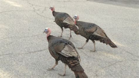 Johnston Mayor Says Disruptive Turkeys To Be Moved