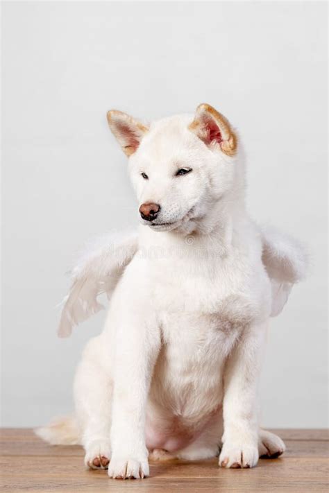 White New Year Christmas Shiba Inu Shikoku Hokkaido Dog Stock Photo
