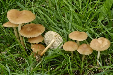 Fairy Ring Marasmius Common Fungi Of Scotland · Inaturalist