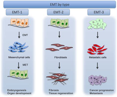 Cells Free Full Text Epithelial Mesenchymal Transition Emt The