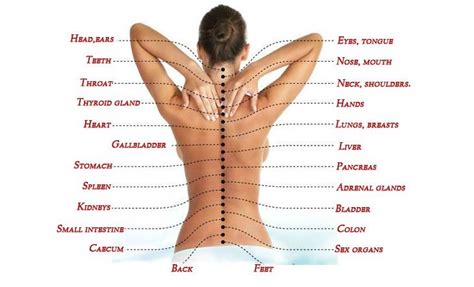 All vital organs begin to lose some function as you age during adulthood. Get To Know Your Spine And What Problems Anomalies Can Cause - HealthInaSecond.com