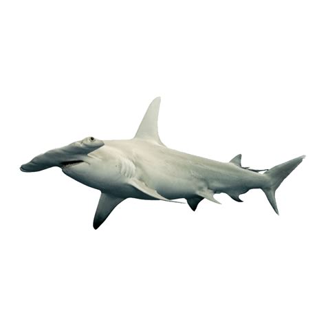 Hammerhead Shark Png Images Transparent Hd Photo Clipart