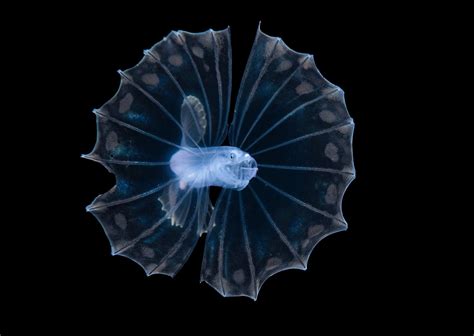 Underwater Photos By Steven Kovacs Frame The Shimmering Unearthly