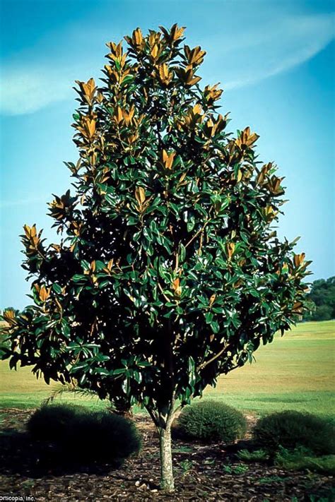 With its dramatic canopy, glossy leaves, and creamy blooms, this elegant evergreen is the centerpiece of many texas gardens. Southern Magnolia Tree | The Tree Center™