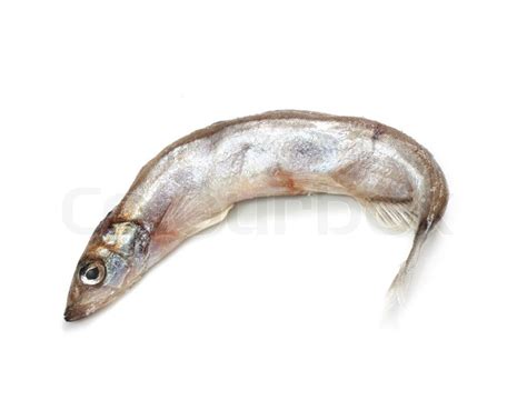 Capelin Fish Isolated On The White Stock Photo Colourbox