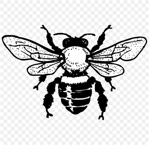 Honey Bee Queen Bee Black And White Clip Art Png 800x800px Bee Art