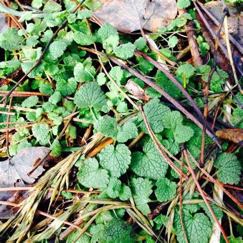 The entire plant is edible and since the roots are the main part, it provides more sustenance than many other plants. Edible Wild Plants and Herbs- Learn Wildcrafting | Family ...