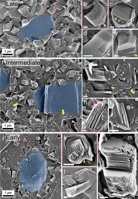 CryoSEM Images Showing Freezefractured Surfaces Through Guanocyte