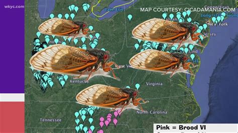 Cicadas 2021 Map