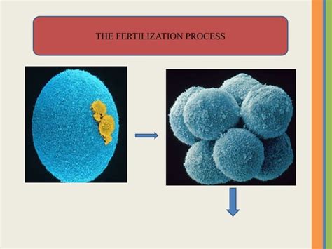 Fertilization Process