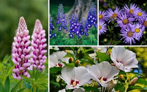 Top 20 New Jersey Flower Planting Guide