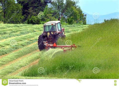 Cutting Hay In Tennessee Stock Photo Image Of Male Harvesting 71001282