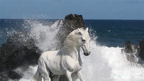 Los animales exóticos tienen una belleza superior al resto de animales. Fondo de un caballo mustang - 1920x1080 :: Fondos de ...