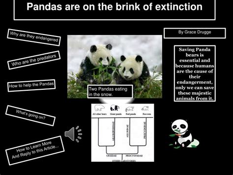 Ppt Pandas Are On The Brink Of Extinction Powerpoint Presentation