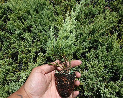 Nicks Compacta Juniper Qty 60 Live Plants Groundcover By