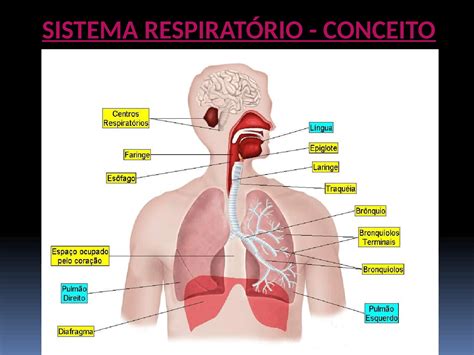Seminário Anatomiafisiologia Sistema Respiratório Sistema