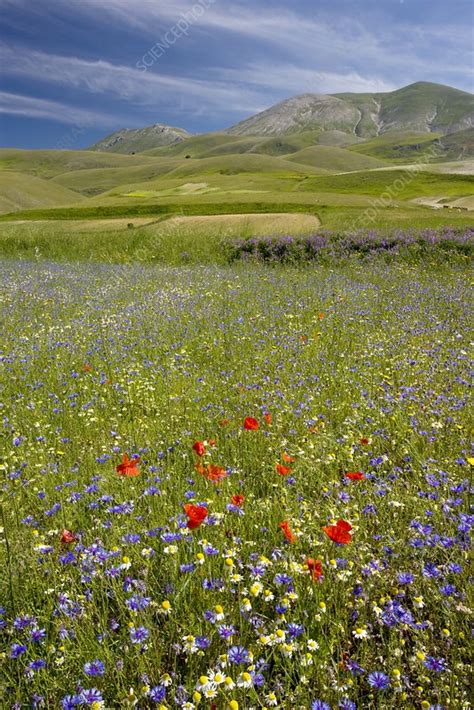 Wildflower Fields Stock Image C0066322 Science Photo Library