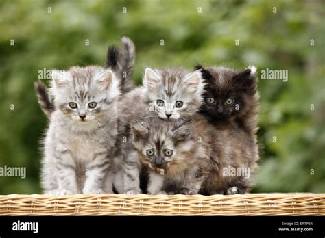 Norwegian Forest Kittens Stock Photo Alamy