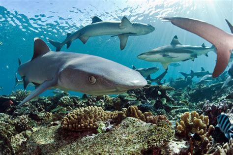 Are We Overvaluing Reef Sharks Hakai Magazine
