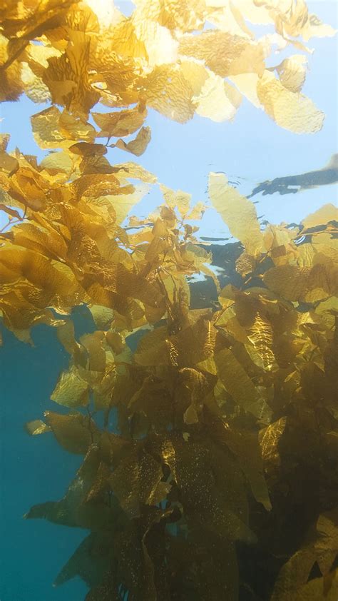 Protecting Our Vast Underwater Forests