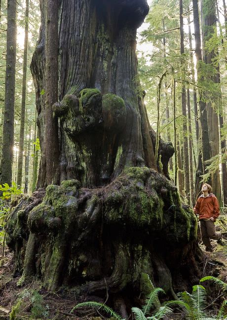 Old Growth Forest Worth Preserving Ancient Forest Alliance