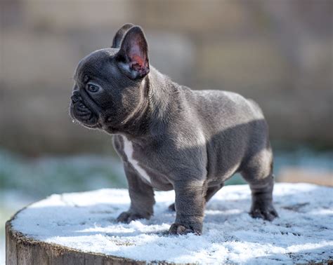 Because of their adorable, smart and cute demeanor, the french bulldog stood fourth in respect to popularity in the u.k. Our breeding - French Bulldog Breed