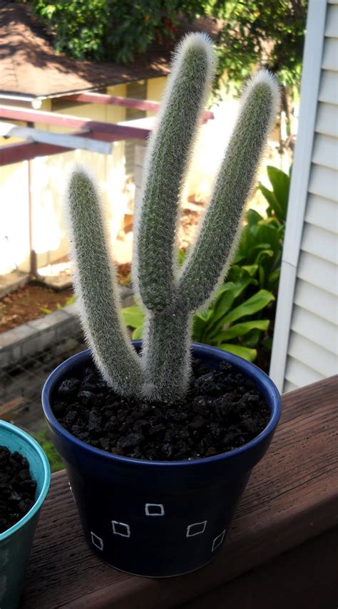 For this reason, new cacti are usually found under bushes and small trees, termed nurse the saguaro cactus is the world's largest cactus species in the world.this cactus can grow over 50 feet tall and weigh over 2,000 pounds (907.185. The Flat Tire: Monday Cactus Update
