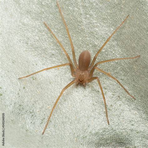 Mediterranean Recluse Spider Violin Spider Loxosceles Rufescens
