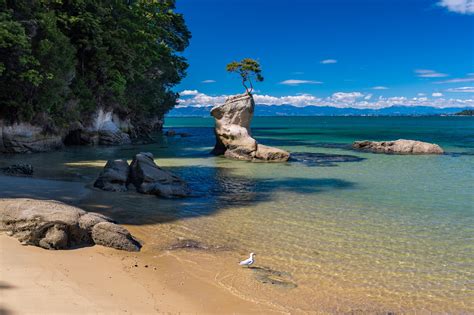 Tinline Bay Tree Attractions And Activities In Abel Tasman National Park