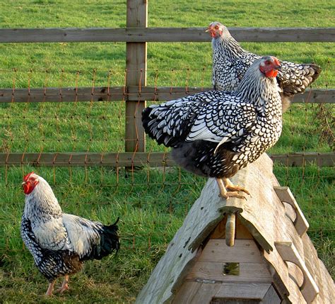 Lesters Flat Silver Laced Wyandottes Aka Chickens Coming Soon