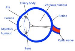It is transparent, thin membranous, bulged structure present in pupil: Human Eye and Colourful World class 10 science NCERT