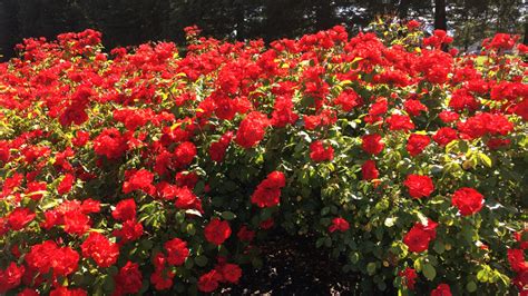Mass Planting Of Red Roses Details Landscape Art