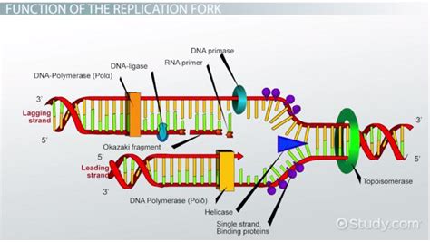 dna replication fork diagram labeled hot sex picture